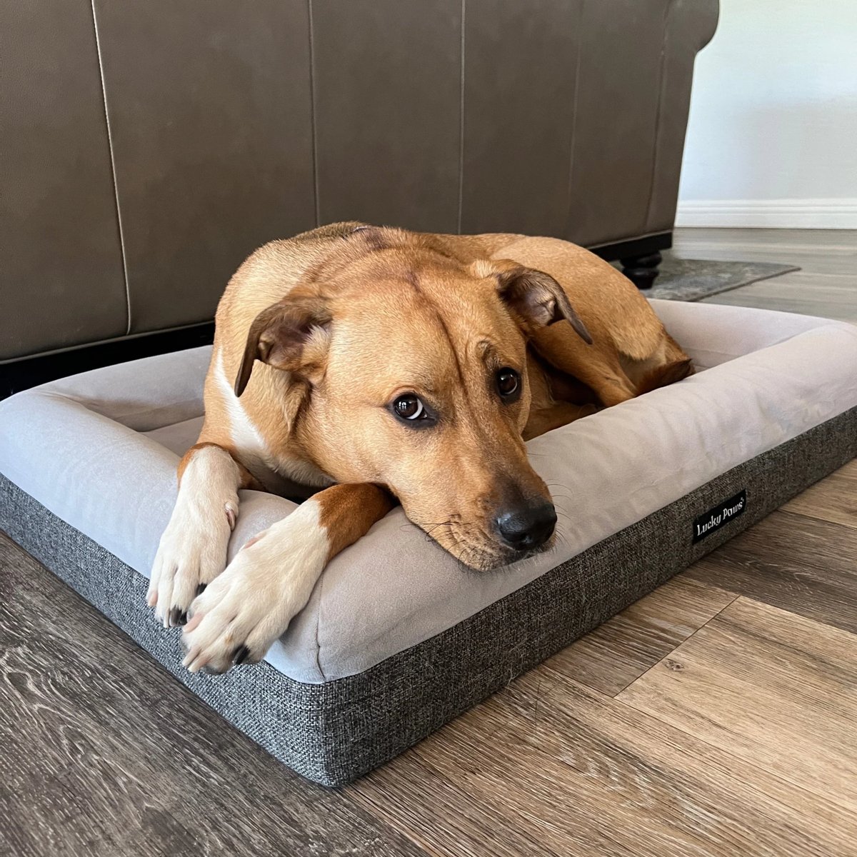 Orthopedic Pet Bed